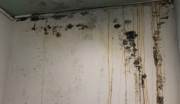 Mold Structural Damage Restoration in Cincinnati, Columbus, Ohio & Sarasota, Florida